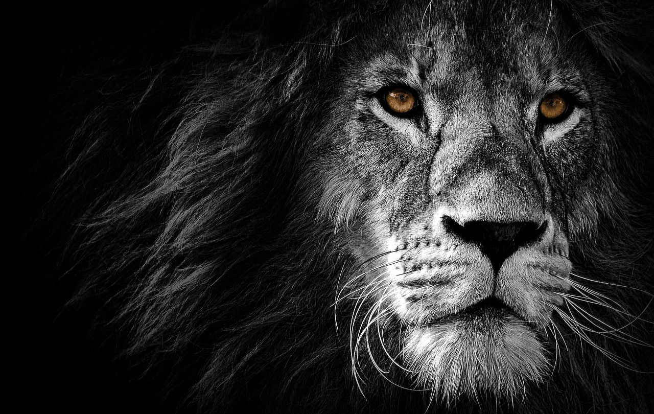 lion-4118576_1280