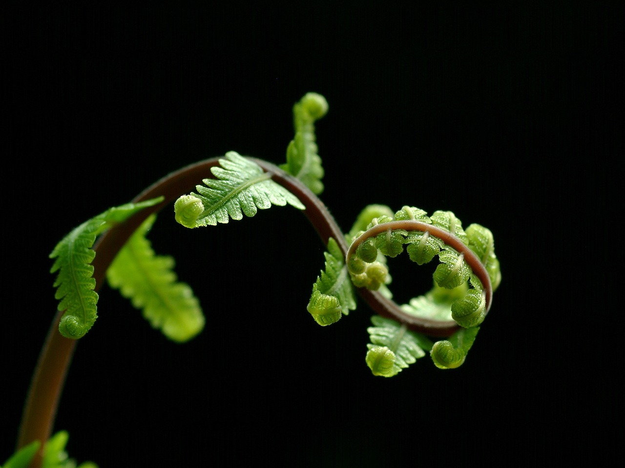 fern-1713409_1280