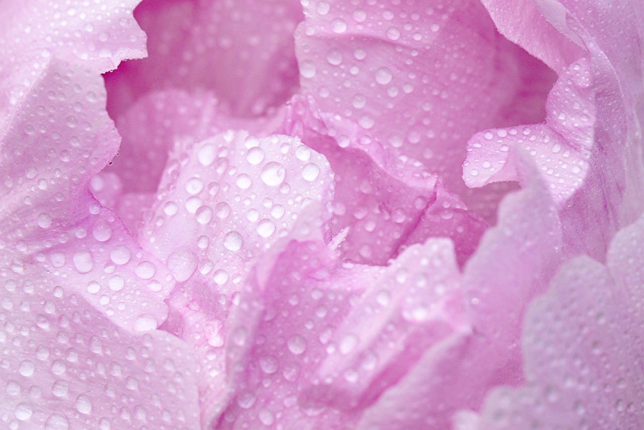 pink-4170404_1280