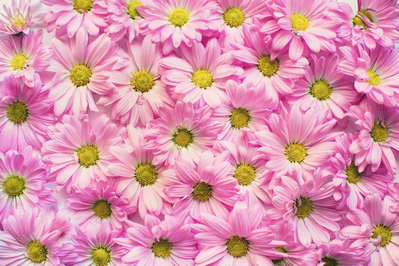 pink-daisies-2121591_1280