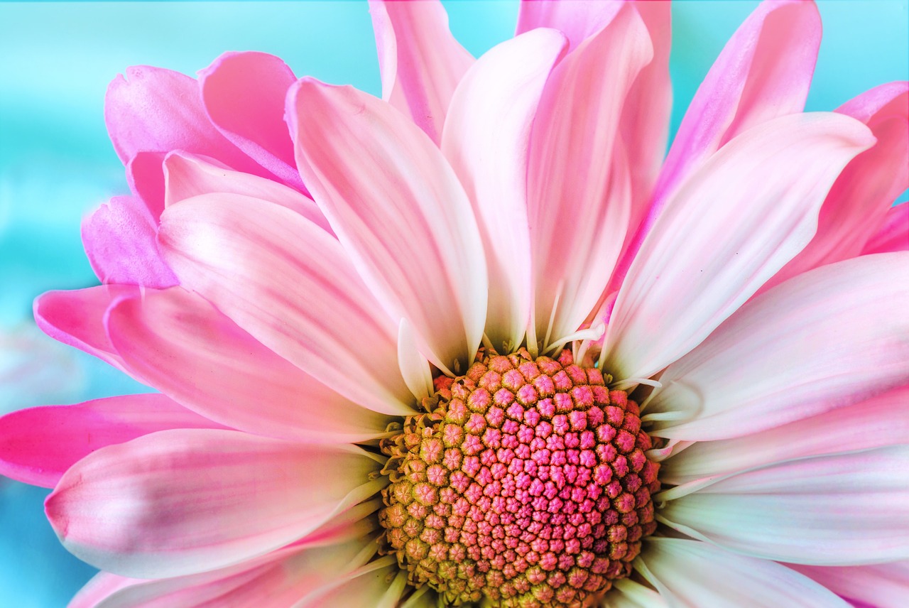 flower-3140492_1280