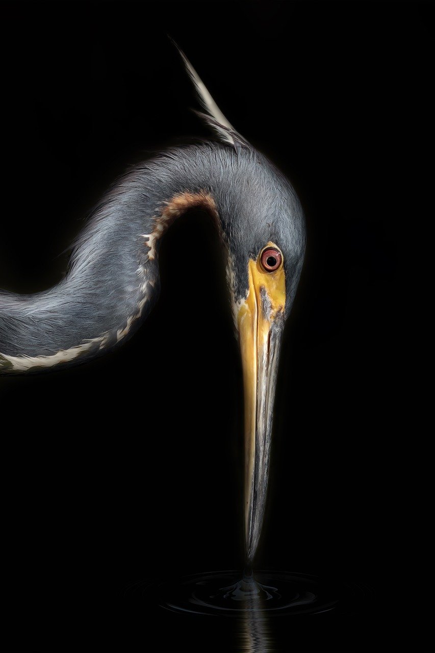 heron-7671357_1280