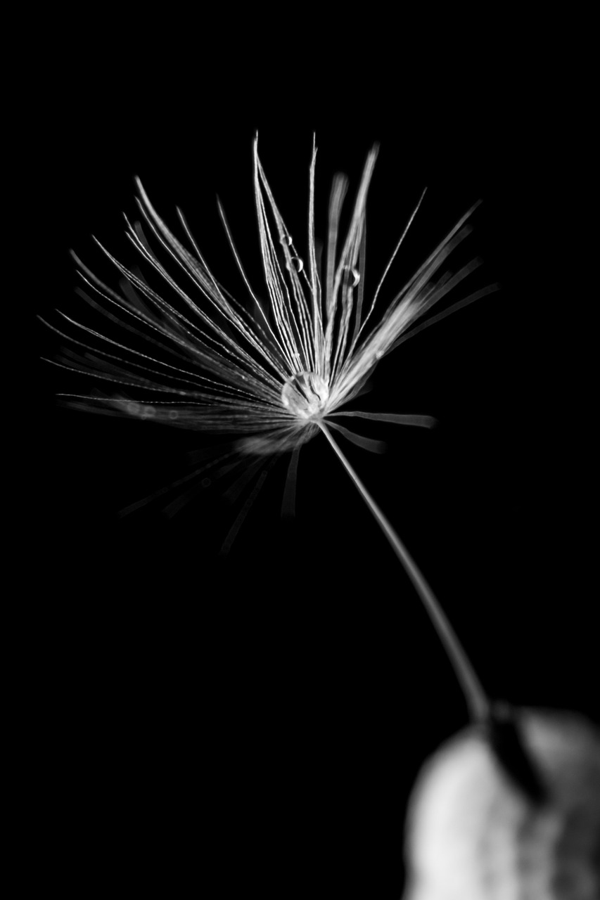 dandelion-4120515_1280