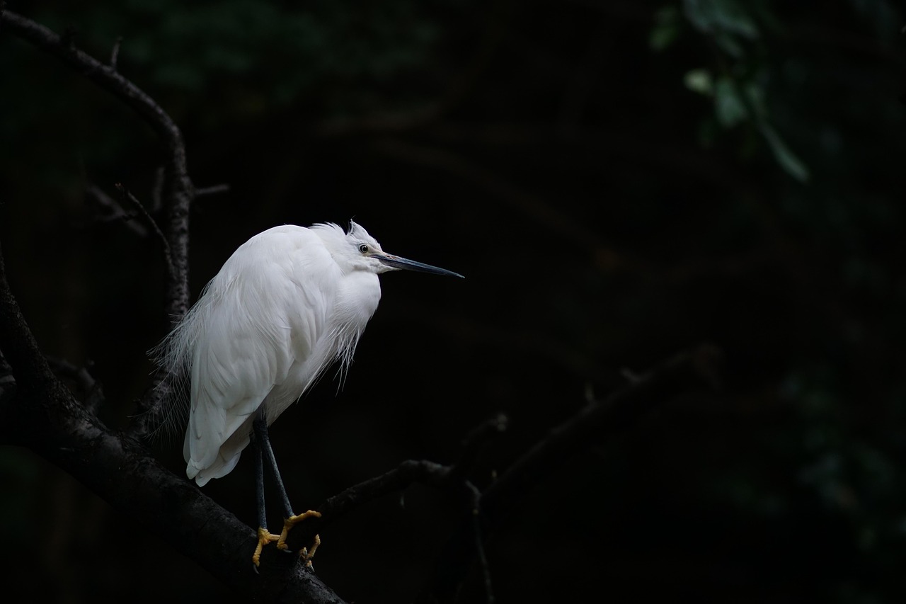 heron-4746555_1280
